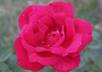 record My Luv Is Like A Red Red Rose, a poem by Robert Burns small1