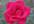 record My Luv Is Like A Red Red Rose, a poem by Robert Burns