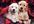 send you How To Train  Your Puppy and Caring For Your Dog ebooks