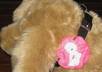 crochet A Fashion Decorative Flower For Dog Collar