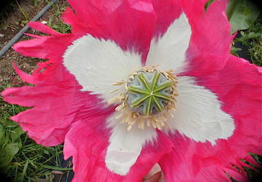 send u 100 Izmir Afghan Galania Papaver Somniferum Poppy Seeds big1