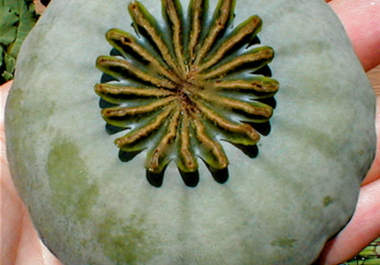 send u 500+ Giganteum Papaver Somniferum Poppy Seeds big1
