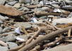 send you a sun bleached piece of drift wood from Maine
