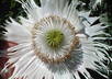 send u 300+ Heirloom White Fringed Petal Papaver Somniferum Poppy Flower Seeds small1