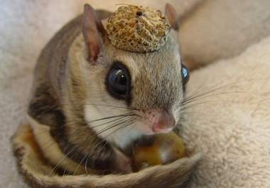 have my pet chipmunk Chippy record you a personal thirty second message big1
