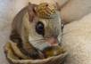 have my pet chipmunk Chippy record you a personal thirty second message small1