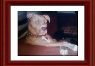 write a short poem about your pet pooch big1