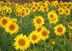 plant sunflowers for you everywhere I go