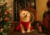 promote your company, site, or display any message with my dog small1