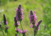 research natural and homeopathic remedies for any condition