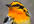 send you the natural calls of ANY two species of birds in the world in digital audio format