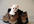 send you over 1350 high quality articles on Pets