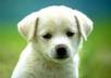 research one free ebook on dog training diet and holistic care