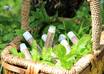send You Two Tubes of Organic Hemp Lip Balm small1