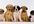 email you a pdf on how to HOUSETRAIN your dog in 7 days