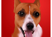 create a digital painting of your pet small1