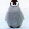 p3nguin