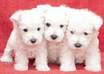 help RESCUE a Puppy or Dog from the animal shelter