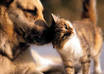 Animal behaviours