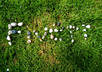 write your name or 4 word message with rocks and shells anywhere you want small1